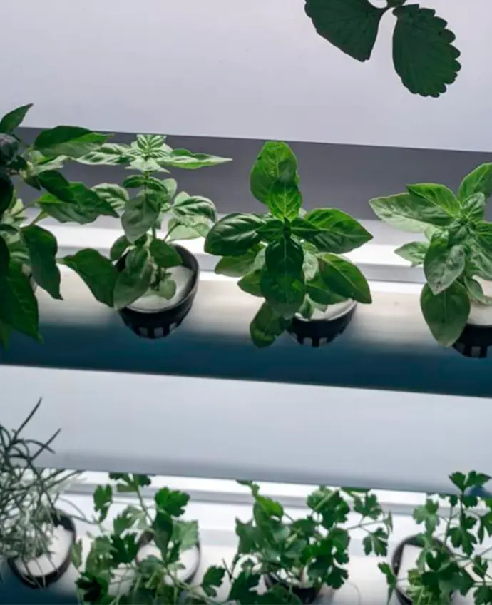 Instructivo de hidroponía