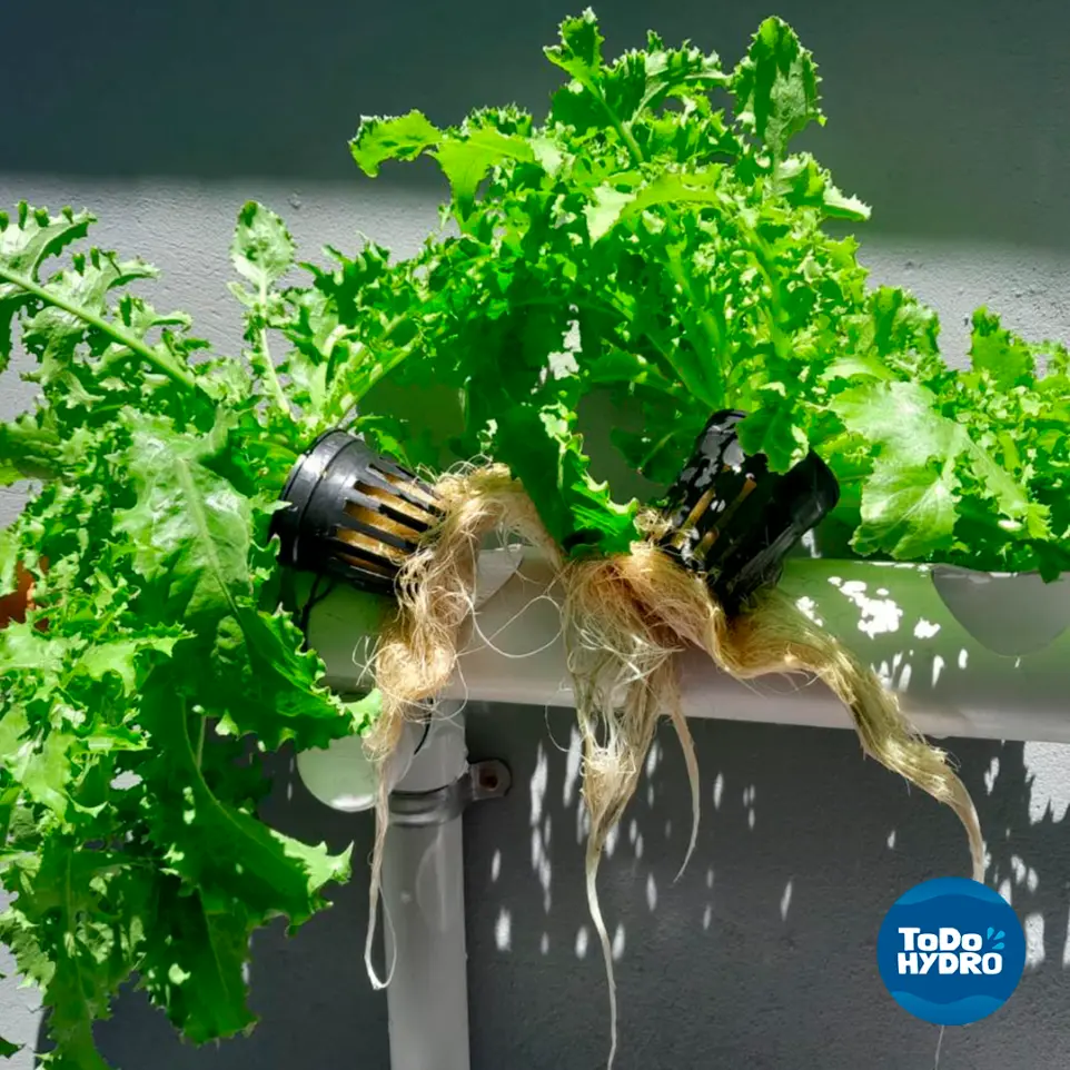 Donar kit hidropónico