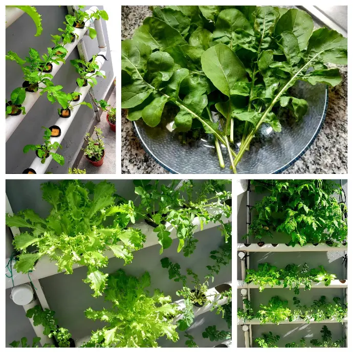 Resultados de hidroponía