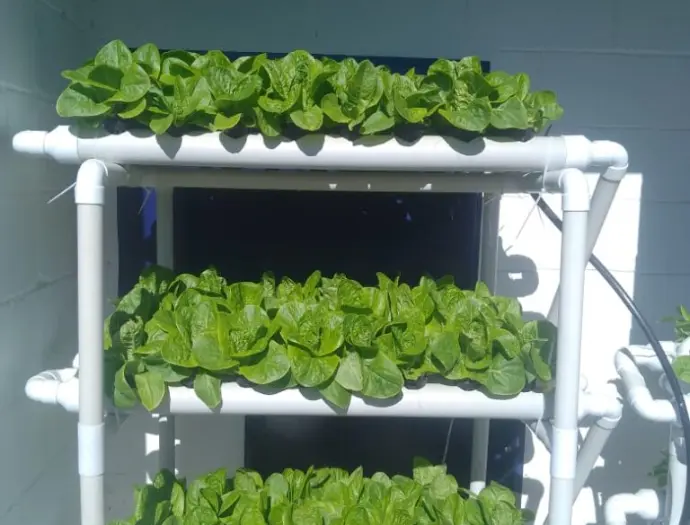 Como cultivar en hidroponía