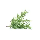 Rosemary